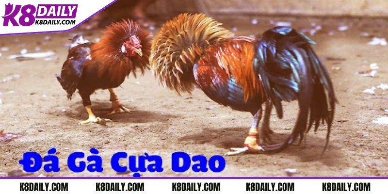 Đá gà cựa dao thu hút đông người chơi